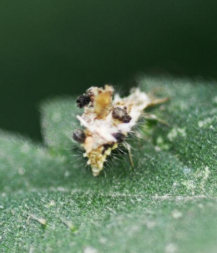 Réf. 210 790 : Chrysopa sp.